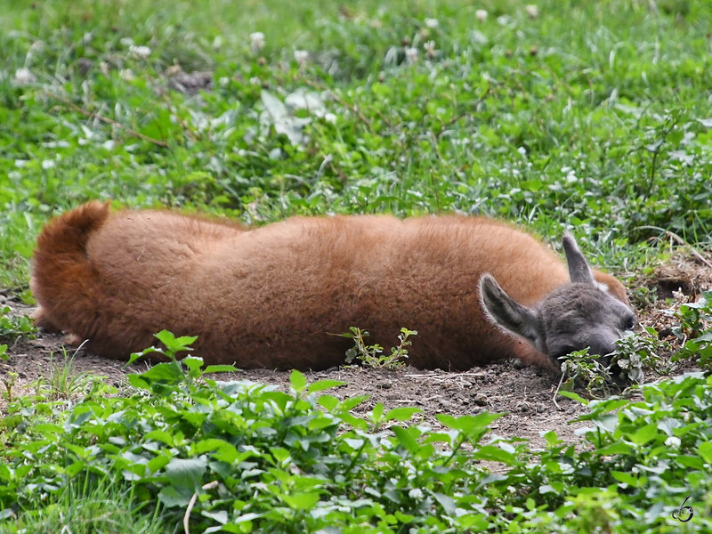 Ein Mudes Lama Ende August 2019 Im Wildpark Rosegg Tier Fotos Eu