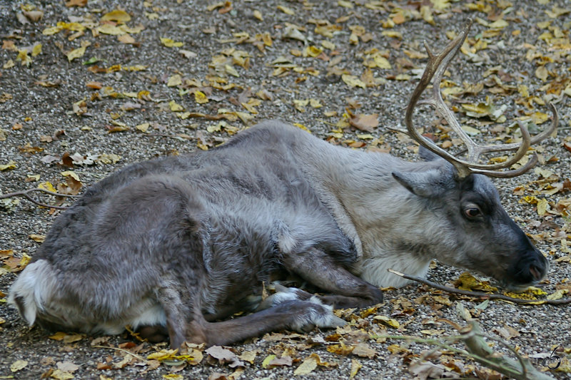 Ein Mudes Rentier Im Zoo Wuppertal Oktober 2005 Tier Fotos Eu