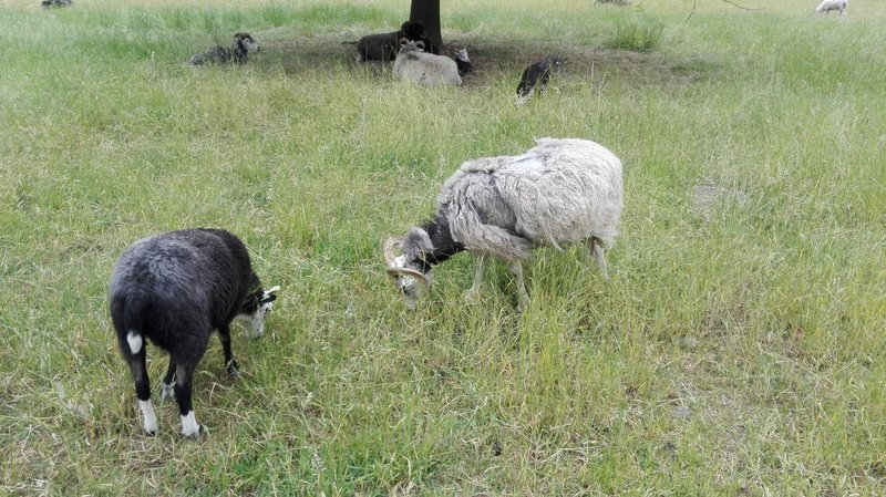 Ein Schwarzes Und Ein Weisses Schaf Mit Hornern Im Fellwechsel Grasen Im Schlosspark In Berlin Charlottenburg Tier Fotos Eu