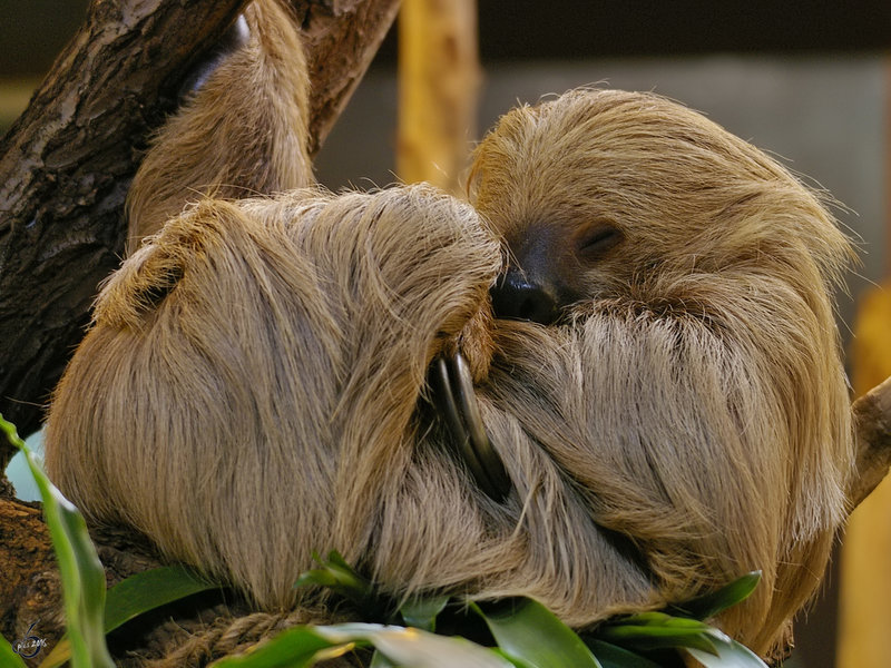 Ein Ziemlich Mudes Zweifinger Faultier Im Zoo Duisburg Tier Fotos Eu