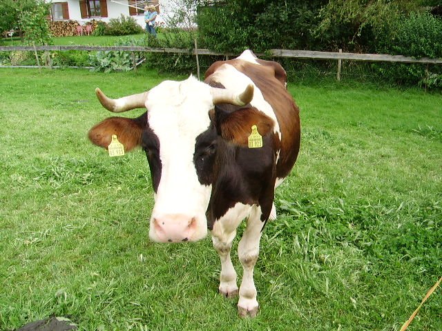 Eine Braun Weisse Kuh In Ottacker Am 05 08 08 Tier Fotos Eu