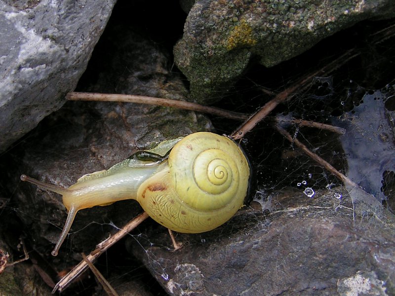 Garten Banderschnecke Cepaea Hortensis Reingelbe Morphe Erkundet