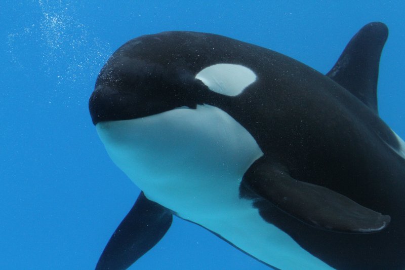 Grosse Schwertwal Orcinus Orca Am 3 10 10 Im Marineland In Niagara Falls On Tier Fotos Eu