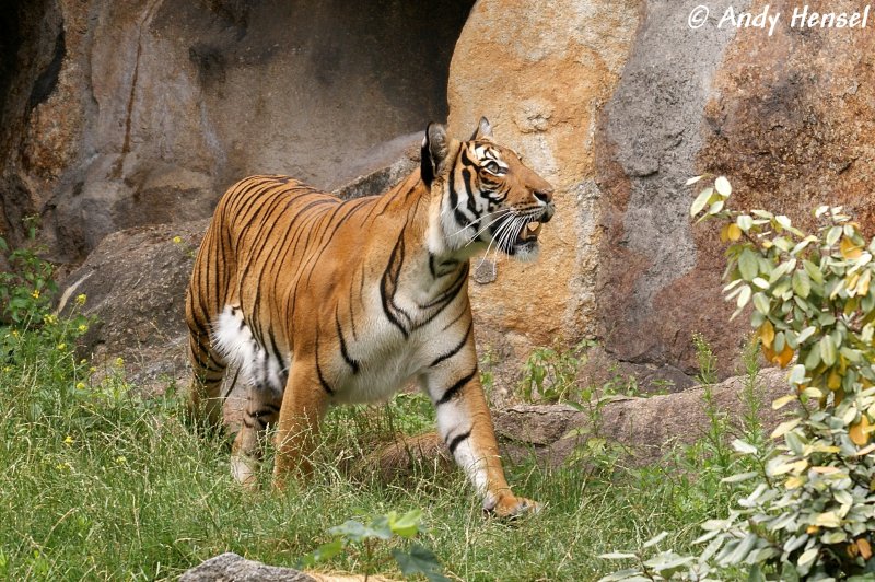 Indochinesischer Tiger Oder Auch Hinterindischer Tiger Tier Fotos Eu