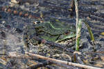 Ein Seefrosch an einem Naturschutzgebiet auf der Ostalb sdstlich von Schwbisch Gmnd 01.05.2024