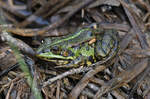 Ein Seefrosch an einem Naturschutzgebiet auf der Ostalb sdstlich von Schwbisch Gmnd 01.05.2024