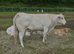 Diese Rindergruppe der Rasse Blonde d’Aquitaine, war bei der Landwirtschaftsmesse in Ettelbrck dabei, diese Rasse ist seit 1987 in Luxemburg zu finden..