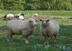 Schafe (vermutlich Merino) auf einer Weide bei Baunatal-Guntershausen (06.05.2023).