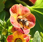 Ackerhummel in einer Blte im Blumenkasten - 28.08.2024