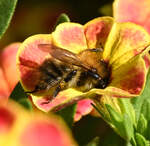 Ackerhummel im Blumenkasten - 28.08.2024