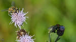 Eine Feldwespe und eine Fleischfliege auf Nektarsuche.