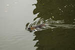 Nutria in der Saar bei Vlklingen am 03.11.2024