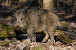 Schwarzwildgehege in Stuttgart am 27.01.2024 und eines seiner Bewohner.