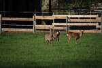 Rehe beim grasen auf der Pferdekoppel in Osnabrck.