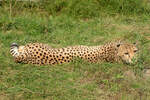 Ein Leopard liegt faul in der Wiese im Zoologischer Garten Wilhelma in Stuttgart 17.09.2024