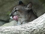 Puma - Zoo am Meer - Bremerhaven 10.08.2019  - garnicht einfach vernnftiges Foto zu machen ;-)