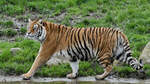 Dieser stolze Bengal-Tiger war Anfang April 2024 im Tigerpark Dassow zu sehen.