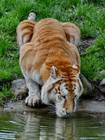 Ein Golden Tabby oder Golden Bengal Tiger beim Trinken, so abgelichtet im April 2024 im Tigerpark Dassow.
