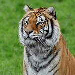 Anfang April 2024 ist im Tigerpark Dassow dieses Portrait eines Bengaltigers entstanden.
