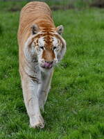Golden Tabby Tiger gehren zur Unterart der Bengaltiger und wurden in freier Wildbahn bislang nur in Indien (zuletzt zum Beginn des 20.
