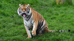 Im Tigerpark Dassow war unter anderem dieser Bengal-Tiger anzutreffen.