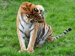 Ein Bengal-Tiger ist hier bei der Fellpflege zu sehen.