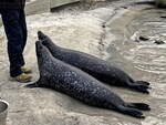 Ftterung der Seehunde im Atlantic Sea Park von lesund am 19.