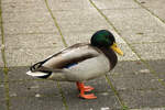 Eine Ente am Saarufer in Vlklingen (03.11.2024)