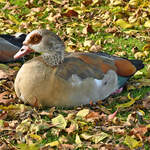 Nilgans im Freizeitpark Rheinbach - 25.10.2024