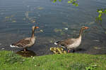 Gnse mit Nachwuchs am 14.04.2024 im Rebstockpark Frankfurt (Main)