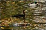 - Herbst an der Sauer - Ein Kormoran schwimmt friedlich mit zwei Stockenten auf der von Laub bersten Sauer in Bourscheid.