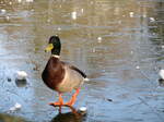 Eine Stockente berquert den zu gefrorenen Teich Im Botanischen Garten Solingen.