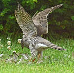 Falke verspeist erbeuteten Spatz im Garten und mute nebenbei noch angreifende Amseln abwehren - 02.08.2024