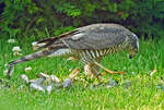 Falke verspeist erbeuteten Spatz im Garten - 02.08.2024