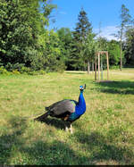 Im Wrlitzer Park zeigt sich dieser Blaue Pfau (Pavo cristatus) dem Betrachter.