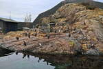 Die Insel der Pinguine im Atlantic Sea Park von lesund am 19.