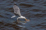 Die Mwe holt sich Futter aus dem Wasser der Elbe- 01.05.2011