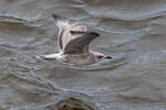 Mwe im Tiefflug ber das Wasser der Elbe - 29.07.11