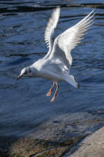 Diese Mwe ist im Landeanflug - Elbufer Finkenwerder - 06.02.2015