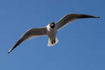 Lachmwe im Flug aufgenommen - am Eidersperrwerk - 24.03.2013