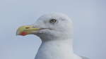 Eine erwachsene Silbermwe, Larus argentatus, am 16.08.24 im Hafen von Neuharlingersiel.