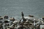 Jeder Stein ist besetzt! Ansammlung von Kanadagnsen, Stockenten, Ringschnabelmwen und in der Mitte drohnt eine Ohrenscharbe (Phalacrocorax auritus).