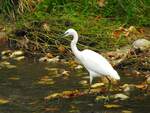 Silberreiher (Ardea alba, Casmerodius albus, Egretta alba)   sucht in der Antiesen nach etwas Nahrung; 241013