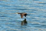 Kormoran im Tiefflug ber dem Rhein in Remagen - 01.10.2014