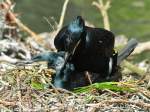 Europischer Kormoran (Phalacrocorax carbo sinensis).