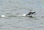 Kormoran beim Start vom Rhein in Bad Breisig - 02.05.2015