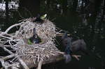 Kormoran Weibchen brtet im Nest und Mnnchen hlt Wache.