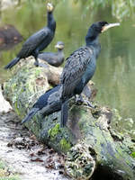 Kormorane im Zoo Dortmund.