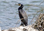 Kormoran am Rheinufer bei Oberkassel - 21.04.2018