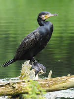 Ein Kormoran Anfang Juli 2010 im Zoo Schwerin.